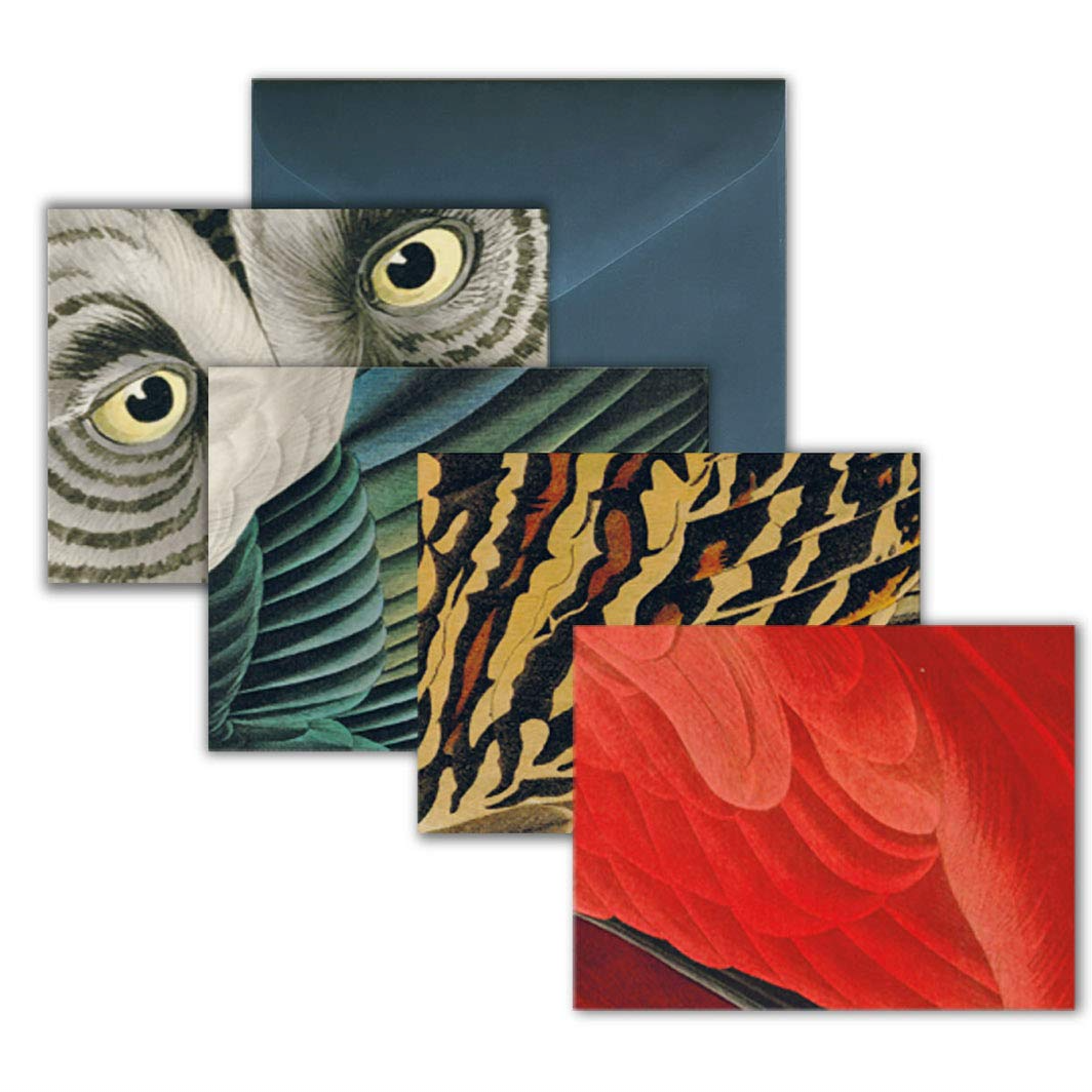 Audubon's Feathers: Detailed Notecards