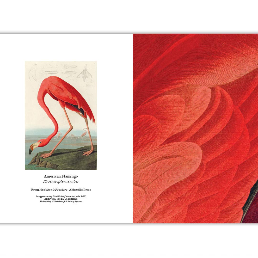 Audubon's Feathers: Detailed Notecards