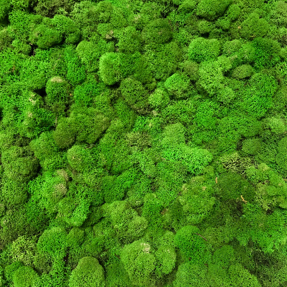 Spring Green Moss