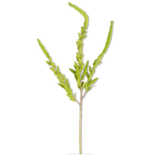 Green Amaranthus Stem