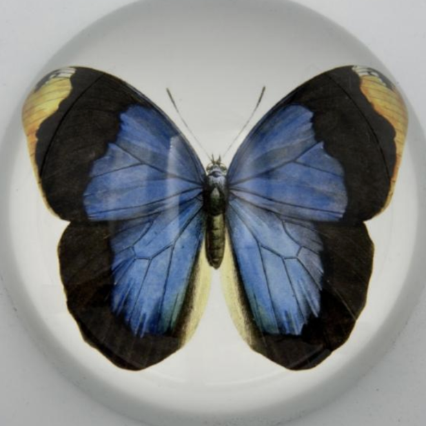 Blue Butterfly Paperweight