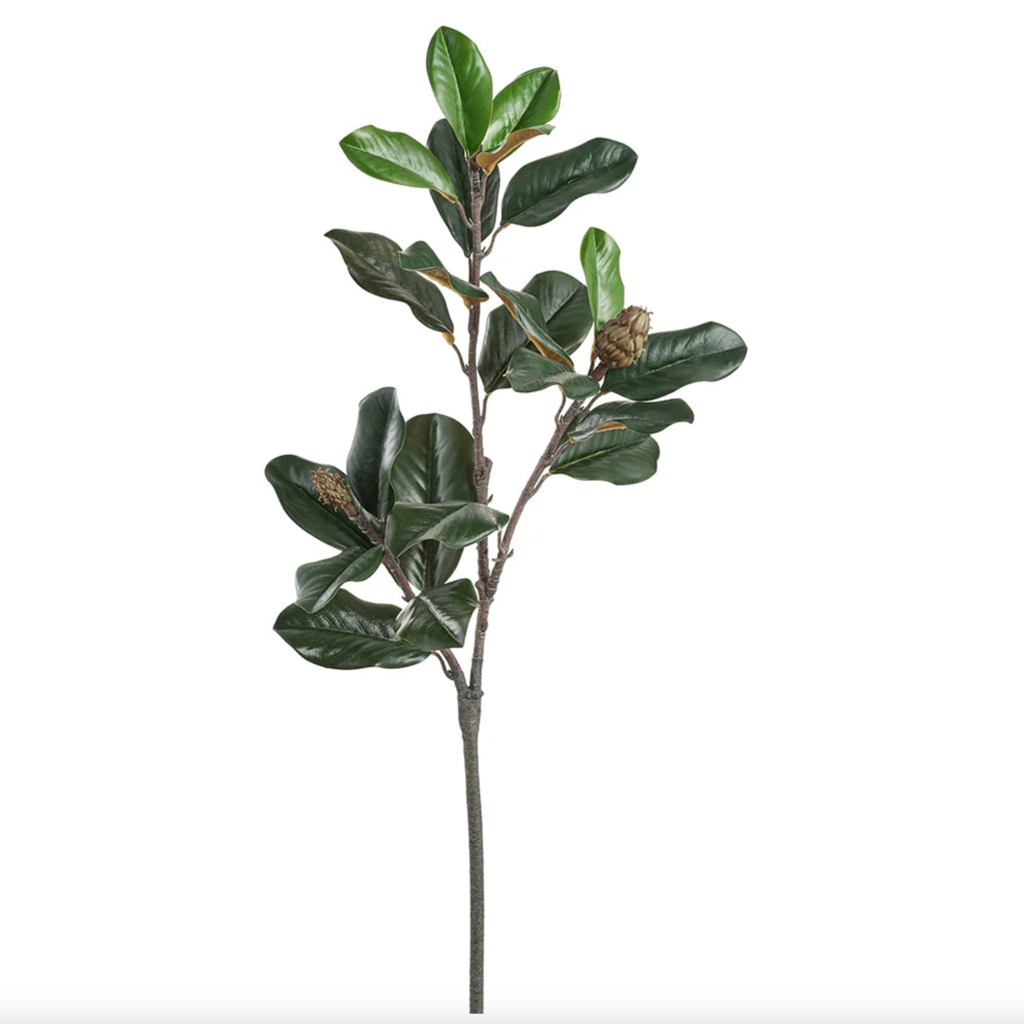 Magnolia Leaf Stem