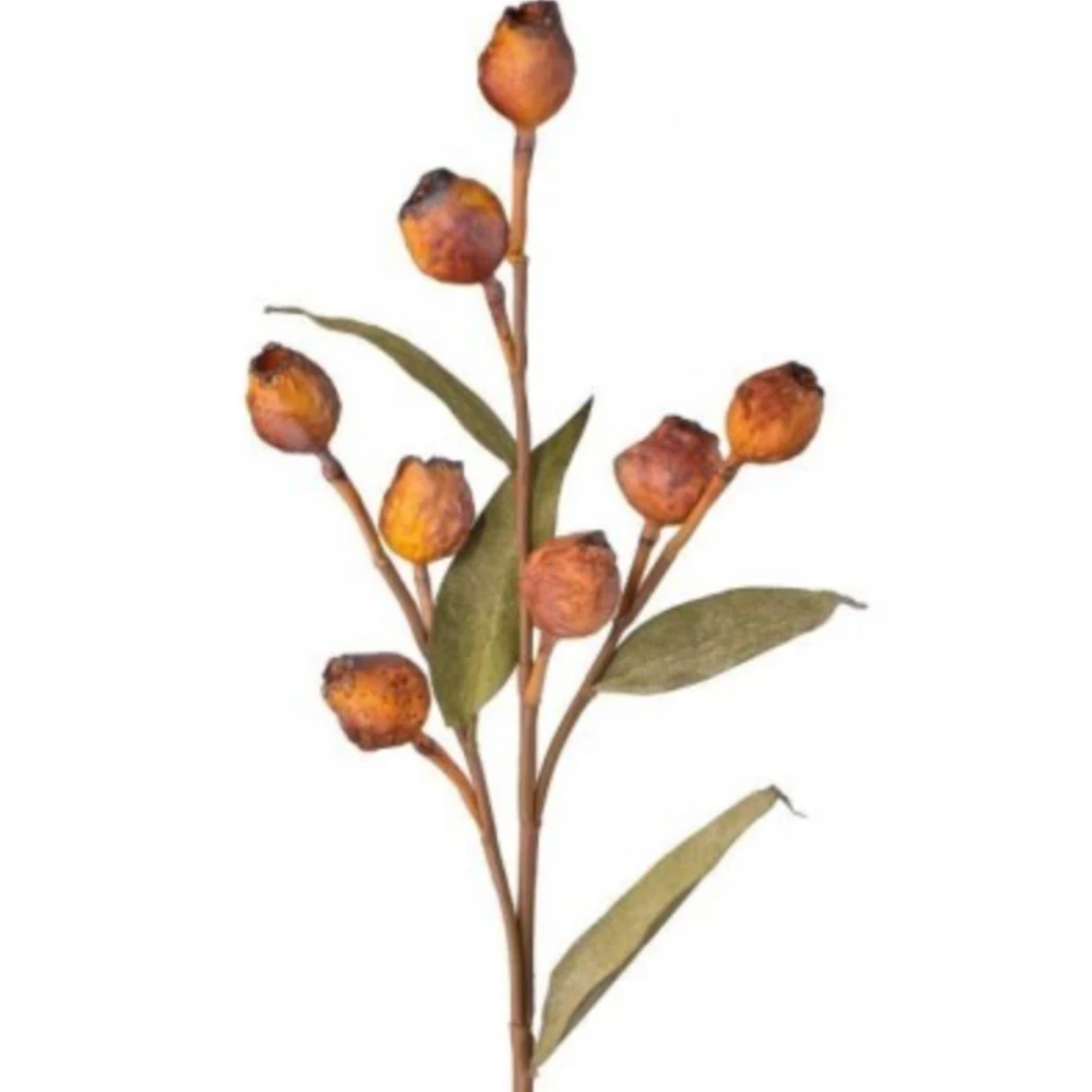 25" Dried Eucalyptus