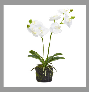 White Butterfly Faux Orchid